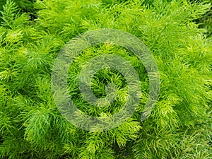 Closeup fresh green bush of Shatavari (Asparagus r photo