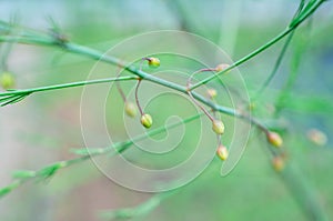 Closeup fresh green bush of Shatavari (Asparagus racemosus Willd