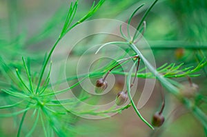 Closeup fresh green bush of Shatavari (Asparagus racemosus Willd