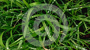 Closeup of fresh green grass