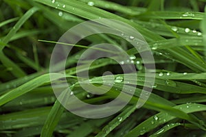 Closeup fresh green grass with dew drops. Macro blur background.