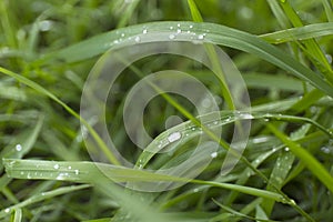 Closeup fresh green grass with dew drops. Macro blur background.