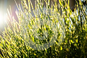 Closeup of fresh green grass at sunset. Yellow grass at sunrise with sun rays. Greenery background.