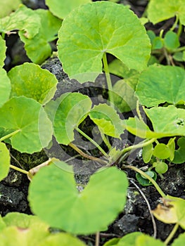 Closeup fresh green herb called Asiatic Pennywort or Indian penn