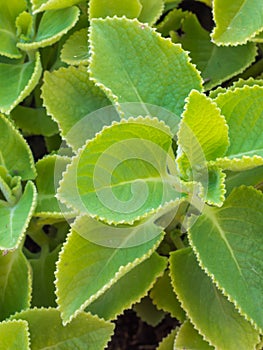 Closeup fresh green herb called Indian borage (Plectranthus ambo photo