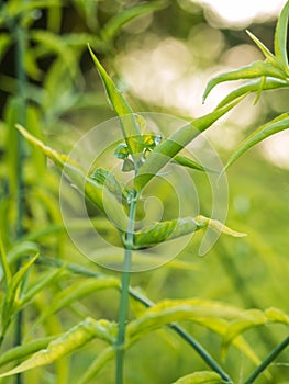 Closeup fresh green herb called Paya Yaw or Clinacanthus nutans