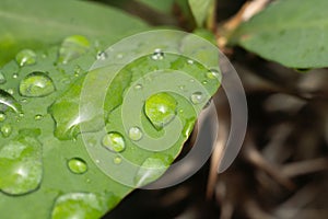 Closeup of a fresh green leaf covered with water droplets