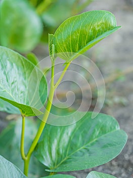 Closeup fresh green leaves of Beach Morning Glory (Ipomoea pes-caprae)