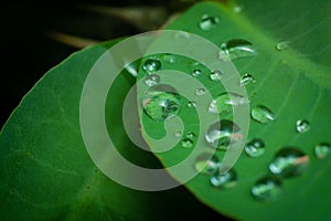 Closeup of fresh green leaves covered with water droplets