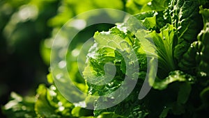 Closeup of fresh green lettuce growing in vegetable garden