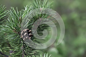 Closeup of fresh green long pine needles
