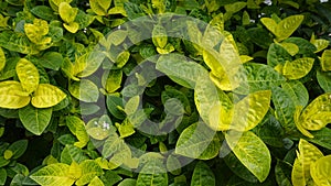 Closeup of fresh green lush leaves of Pseuderanthemum carruthersii known as Carruthers falseface photo