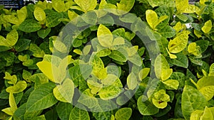 Closeup of fresh green lush leaves of Pseuderanthemum carruthersii known as Carruthers falseface photo