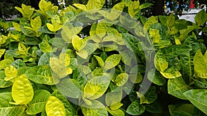 Closeup of fresh green lush leaves of Pseuderanthemum carruthersii known as Carruthers falseface photo