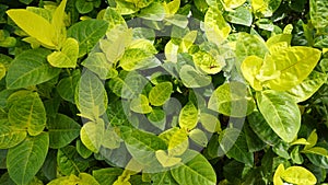 Closeup of fresh green lush leaves of Pseuderanthemum carruthersii known as Carruthers falseface photo