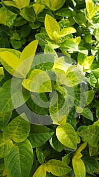 Closeup of fresh green lush leaves of Pseuderanthemum carruthersii known as Carruthers falseface photo