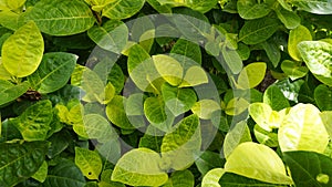 Closeup of fresh green lush leaves of Pseuderanthemum carruthersii known as Carruthers falseface photo