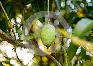 Closeup of a fresh green mango hanging from a tree