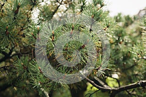 Closeup fresh green pine branches