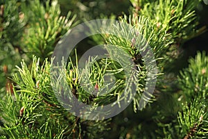 Closeup fresh green pine branches