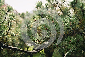 Closeup fresh green pine branches