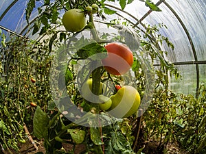 Closeup fresh green and ripe tomatoes in a greenhouse