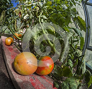 Closeup fresh green and ripe tomatoes in a greenhouse