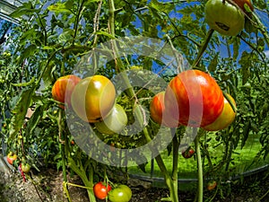 Closeup fresh green and ripe tomatoes in a greenhouse