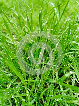 Closeup of fresh green spring grass with dew drops