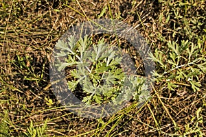 Closeup of fresh growing sweet wormwood (Artemisia Annua