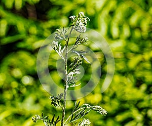Closeup of fresh growing sweet wormwood (Artemisia Annua) grasses in the wild field, Artemisinin
