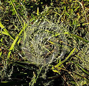 Closeup of fresh growing sweet wormwood Artemisia Annua, sweet annie, annual mugwort grasses in the wild field, Artemisinin