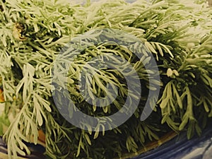 Closeup of fresh herb
