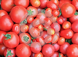 Closeup of Fresh Just Picked Tomatoes