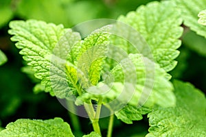 Closeup, fresh lemon balm leaves, Melissa officinalis for essential oil or medical ingredient