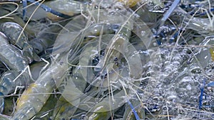 Closeup of Fresh Live Blue Shrimp Prawns for Cooking Lying and Crawling in Water