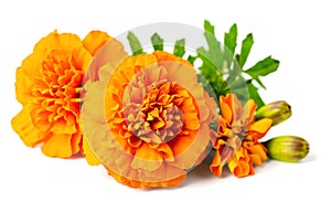 Closeup of fresh marigold flower isolated on white