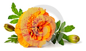Closeup of fresh marigold flower isolated on white