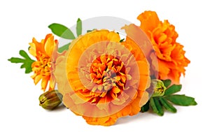 Closeup of fresh marigold flower isolated on white