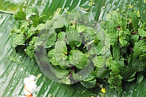 closeup of fresh mint leaves on banana leaf.