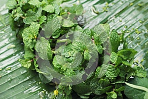 closeup of fresh mint leaves on banana leaf.