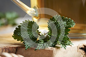 Closeup of fresh nettles with a cup of herbal tea in the background