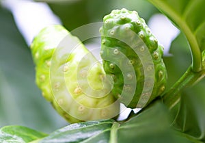 Closeup fresh noni or morinda citrifolia fruit on branch, selective focus