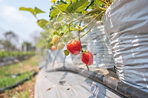 Closeup of fresh organic strawberries..Strawberry in the farm.Agricultural concept