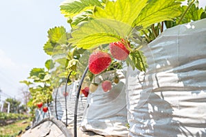 Closeup of fresh organic strawberries..Strawberry in the farm.Agricultural concept