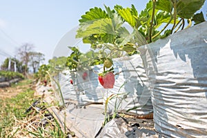 Closeup of fresh organic strawberries..Strawberry in the farm.Agricultural concept