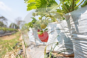 Closeup of fresh organic strawberries..Strawberry in the farm.Agricultural concept