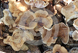 Closeup fresh Oyster Mushroom