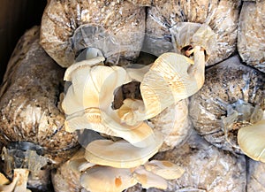 Closeup fresh Oyster Mushroom