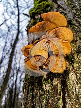 Closeup of fresh Oyster Mushroom growing on a tree - Pleurotus ostreatus